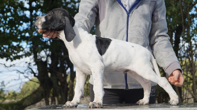 Amour Chien Fou - Pointer - Portée née le 26/08/2024