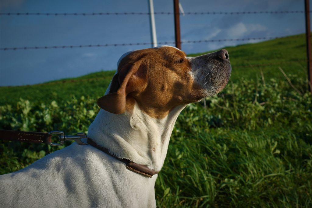 Paradise powder Amour Chien Fou