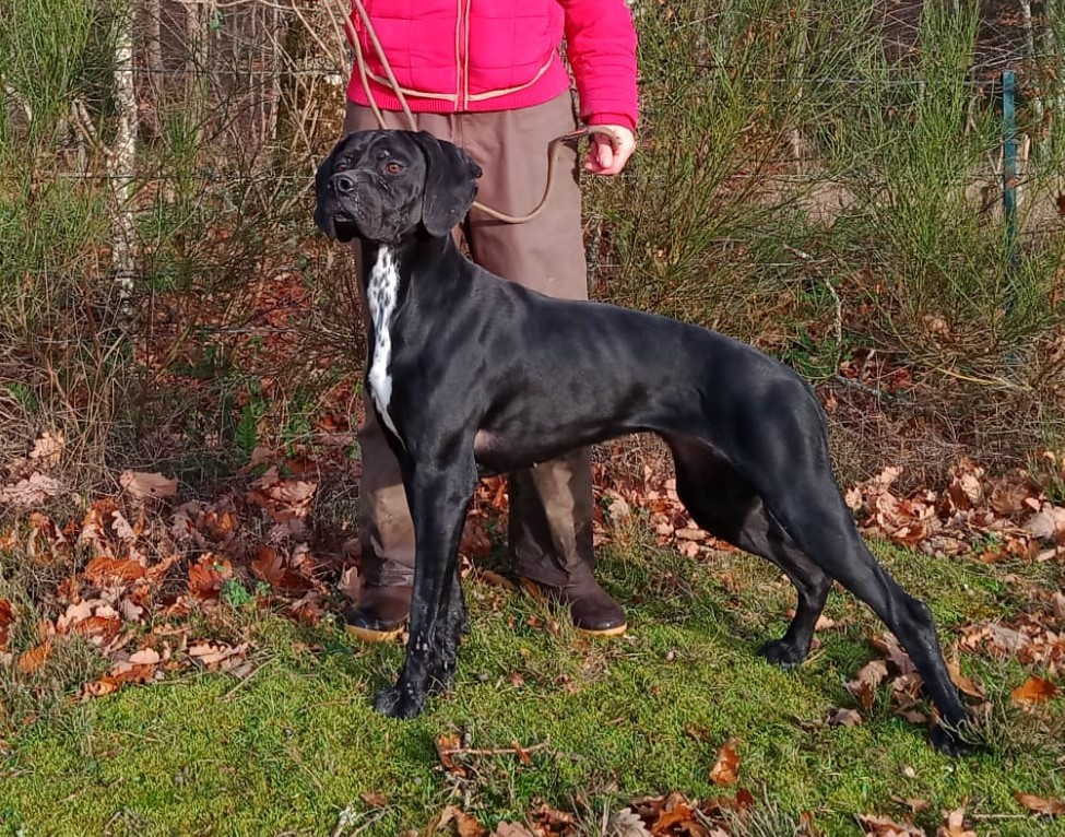 VODKA  Amour Chien Fou