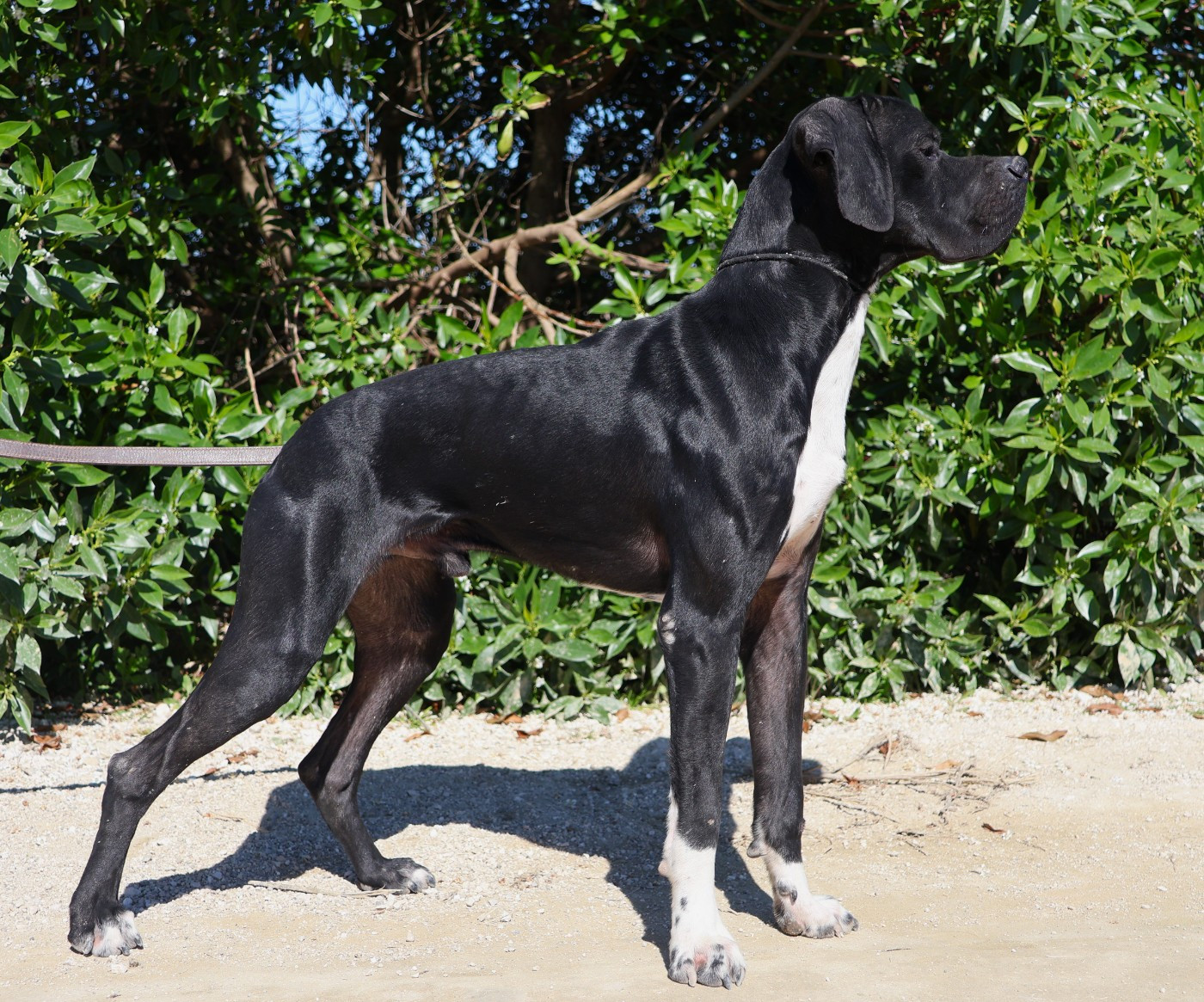 VAILLANT Amour Chien Fou