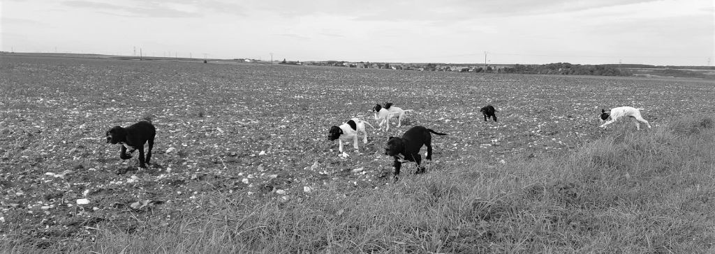 Amour Chien Fou - Sortie du jour