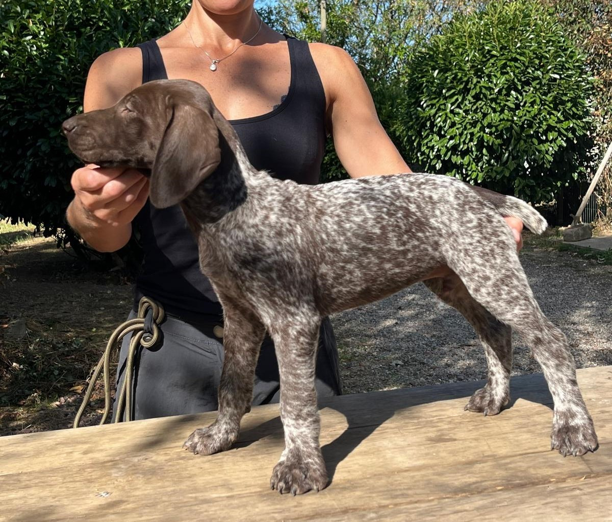 Amour Chien Fou - Chiots disponibles - Braque allemand à poil court