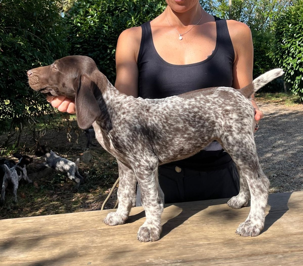 Amour Chien Fou - Chiots disponibles - Braque allemand à poil court