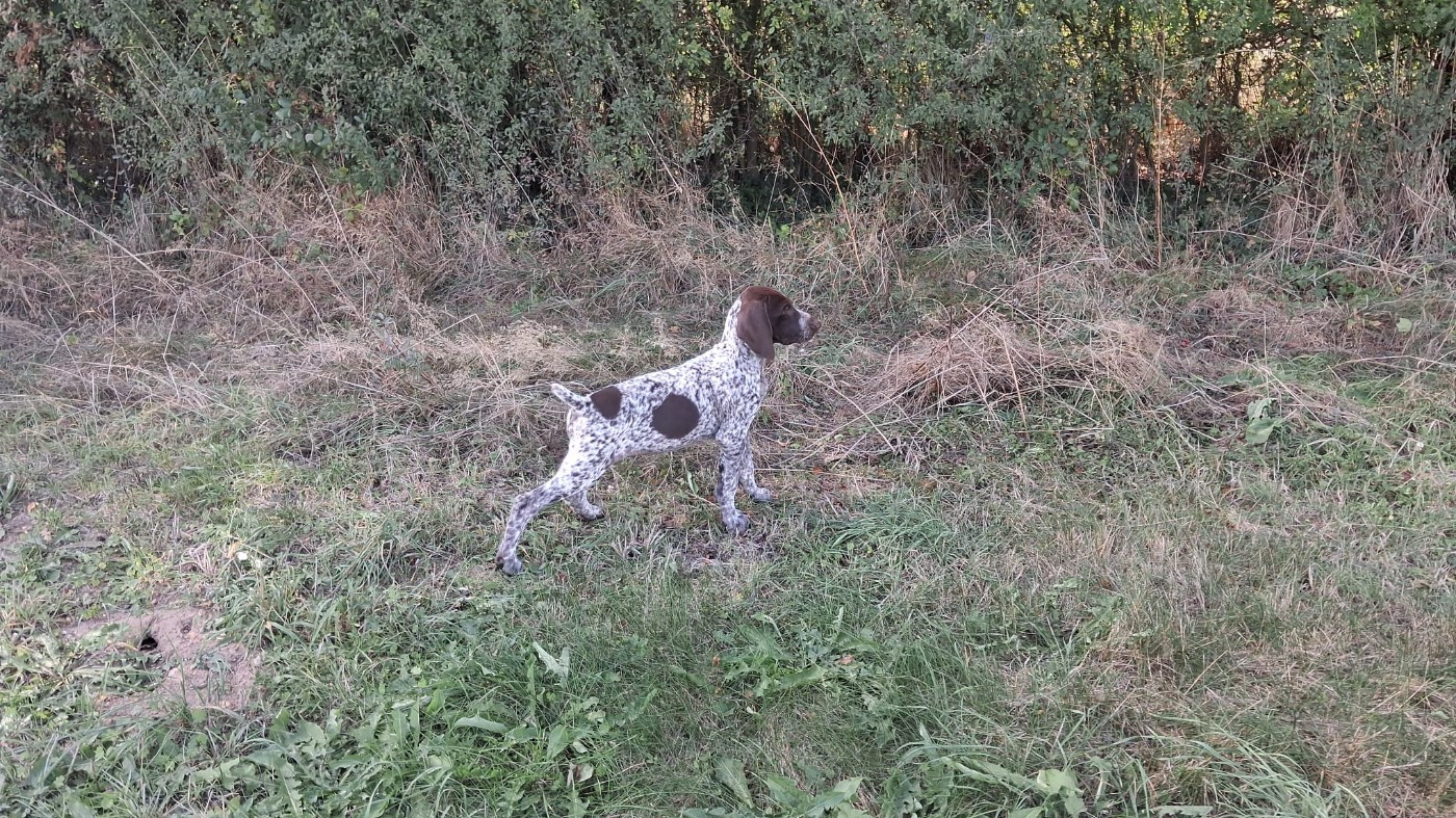 Amour Chien Fou - Chiots disponibles - Braque allemand à poil court