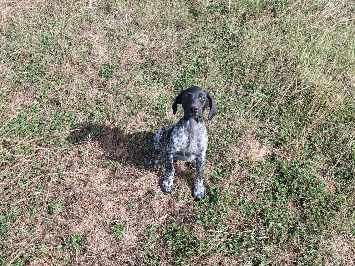 Amour Chien Fou - Chiots disponibles - Braque allemand à poil court