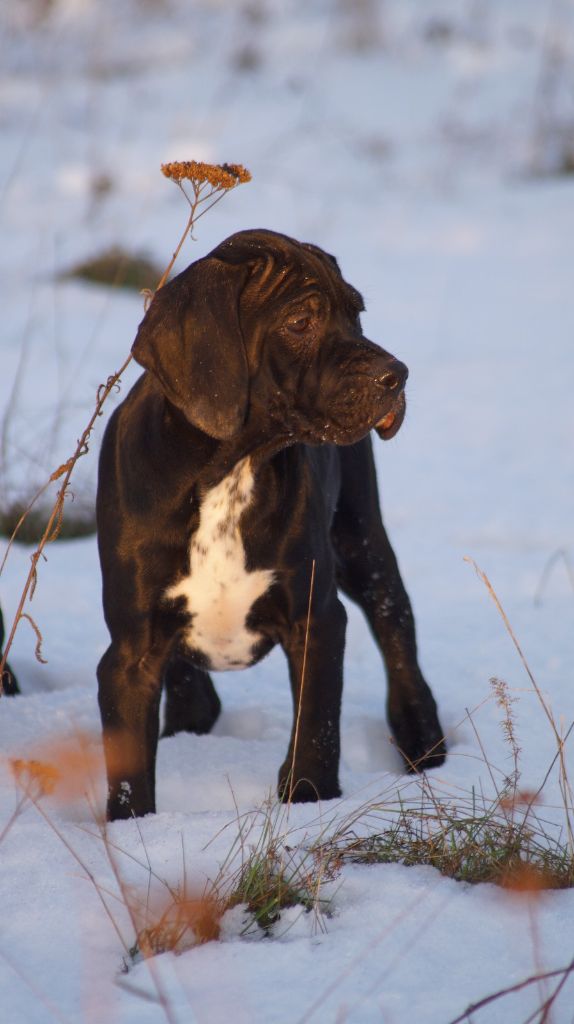 Amour Chien Fou - Chiots disponibles - Pointer