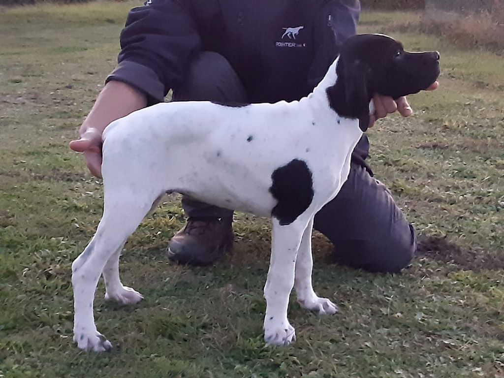 Amour Chien Fou - Chiots disponibles - Pointer